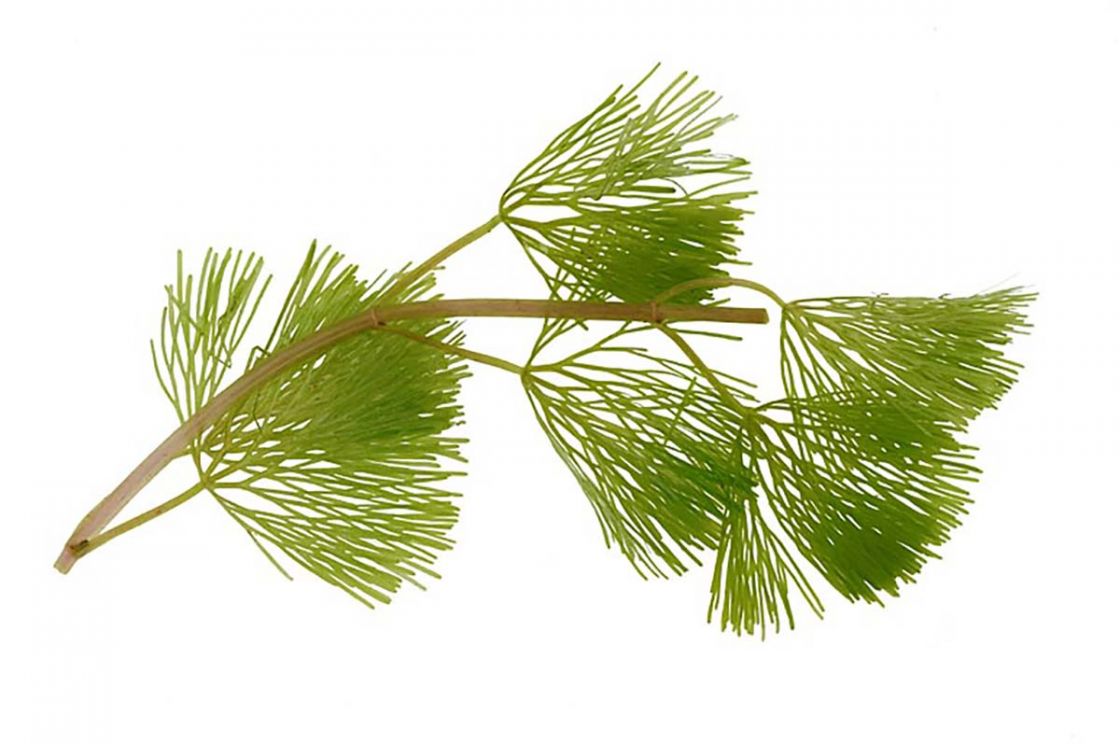 cabomba_1_-_TempF29_Cabomba_caroliniana_3490_b.jpg
