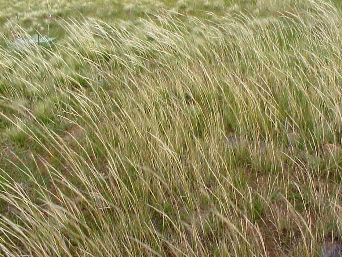 cane_needlegrass_1_-_Nasella-hyalina-dig12970.jpg