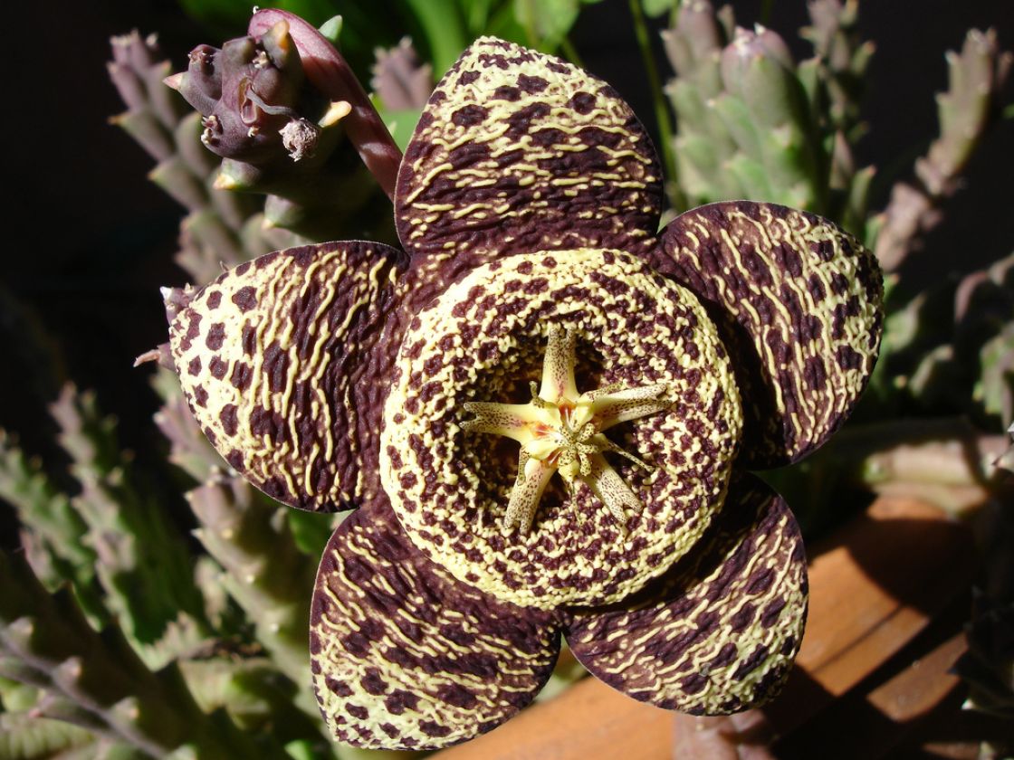 carrion_flower_1_-_Orbea_variegata1GAETI.jpg