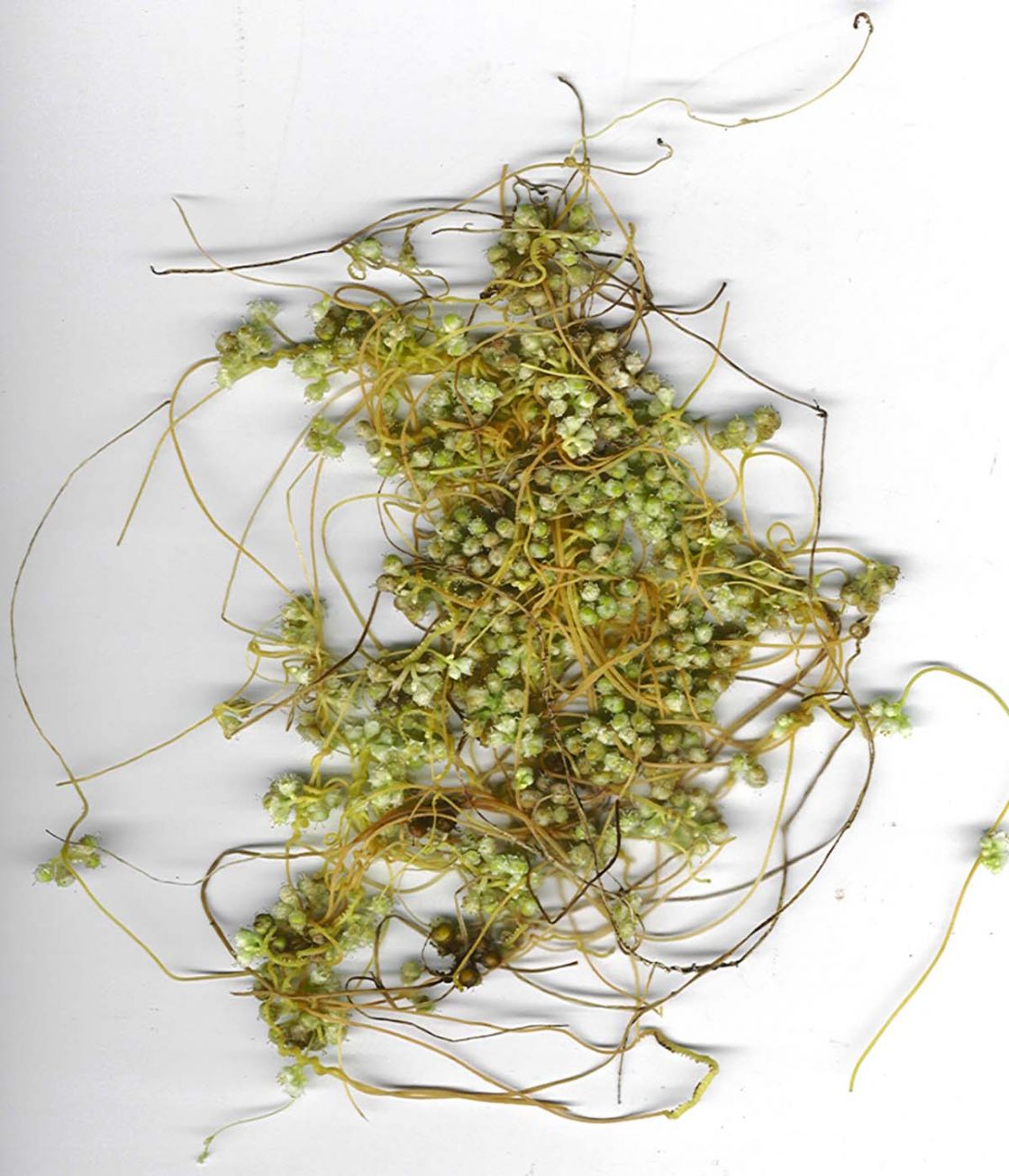 dodder_2_-_starr-020814-9001.jpg