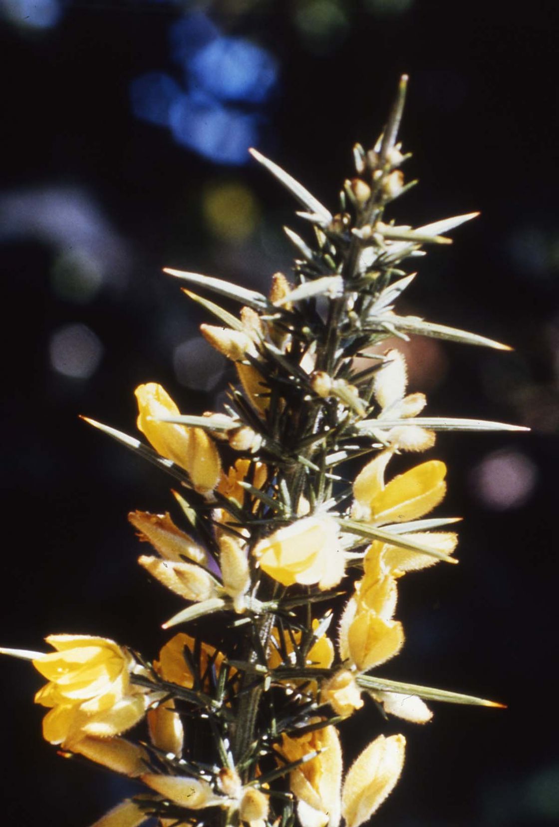 gorse_1_-_GorseJohnVirtue_SA_DWLBC.jpg