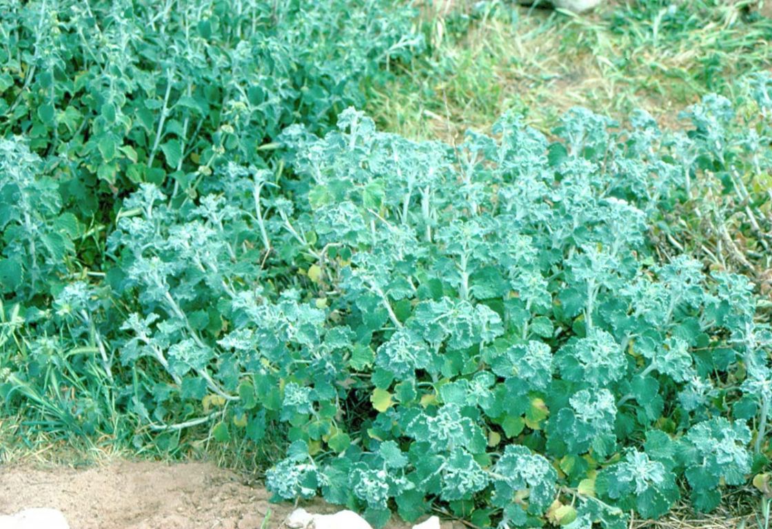 horehound_3_-_horehound_DWLBC.jpg