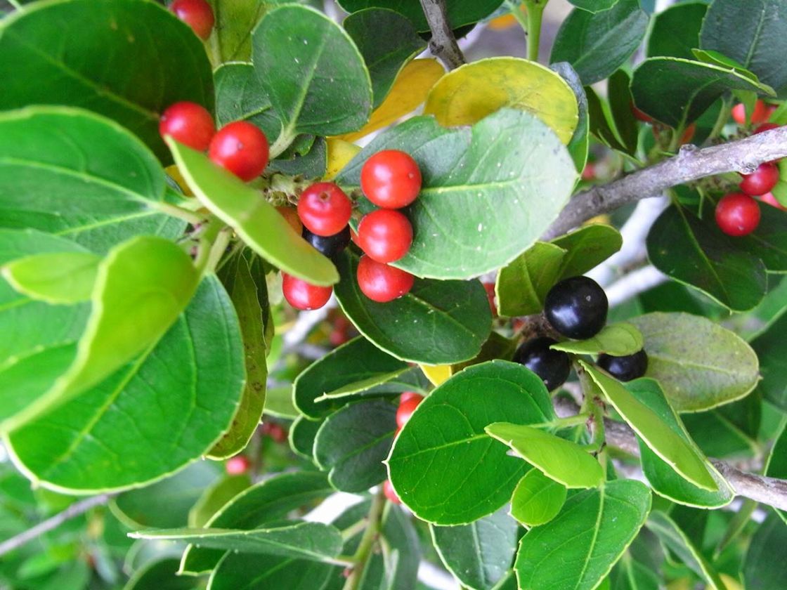 Italian_buckthorn_1_-_Italian_buckthorn_fruit.jpg