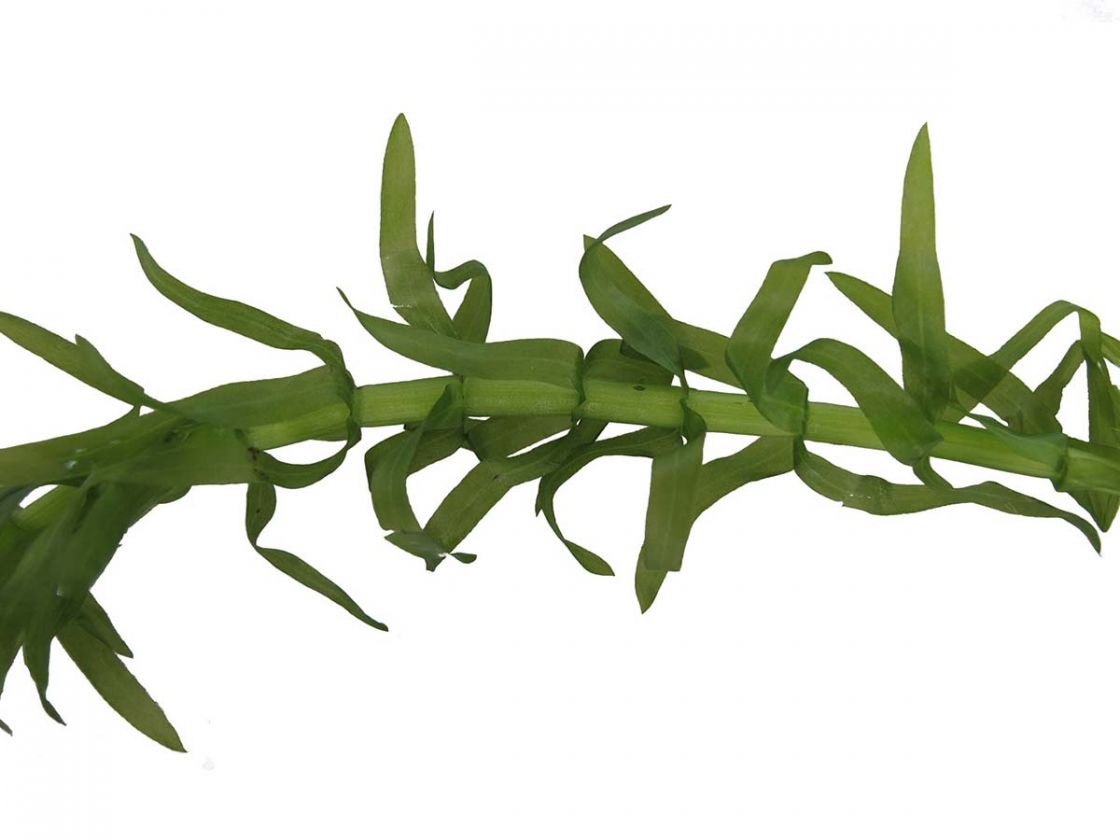 leafy_elodea_1_-_Egeria_densa_3523_M1_0882.jpg