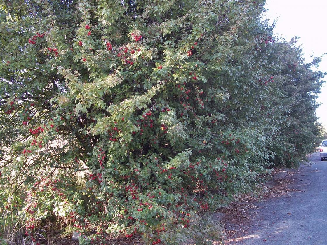 may_2_-_May_roadside_infestation_JDean.jpg