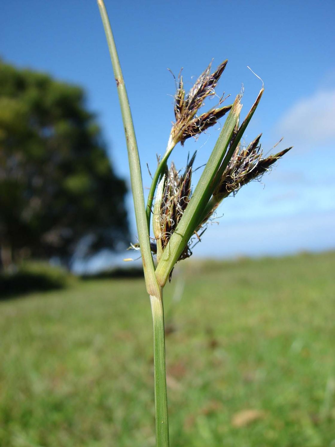nutgrass_3_-_starr-090121-1006.jpg