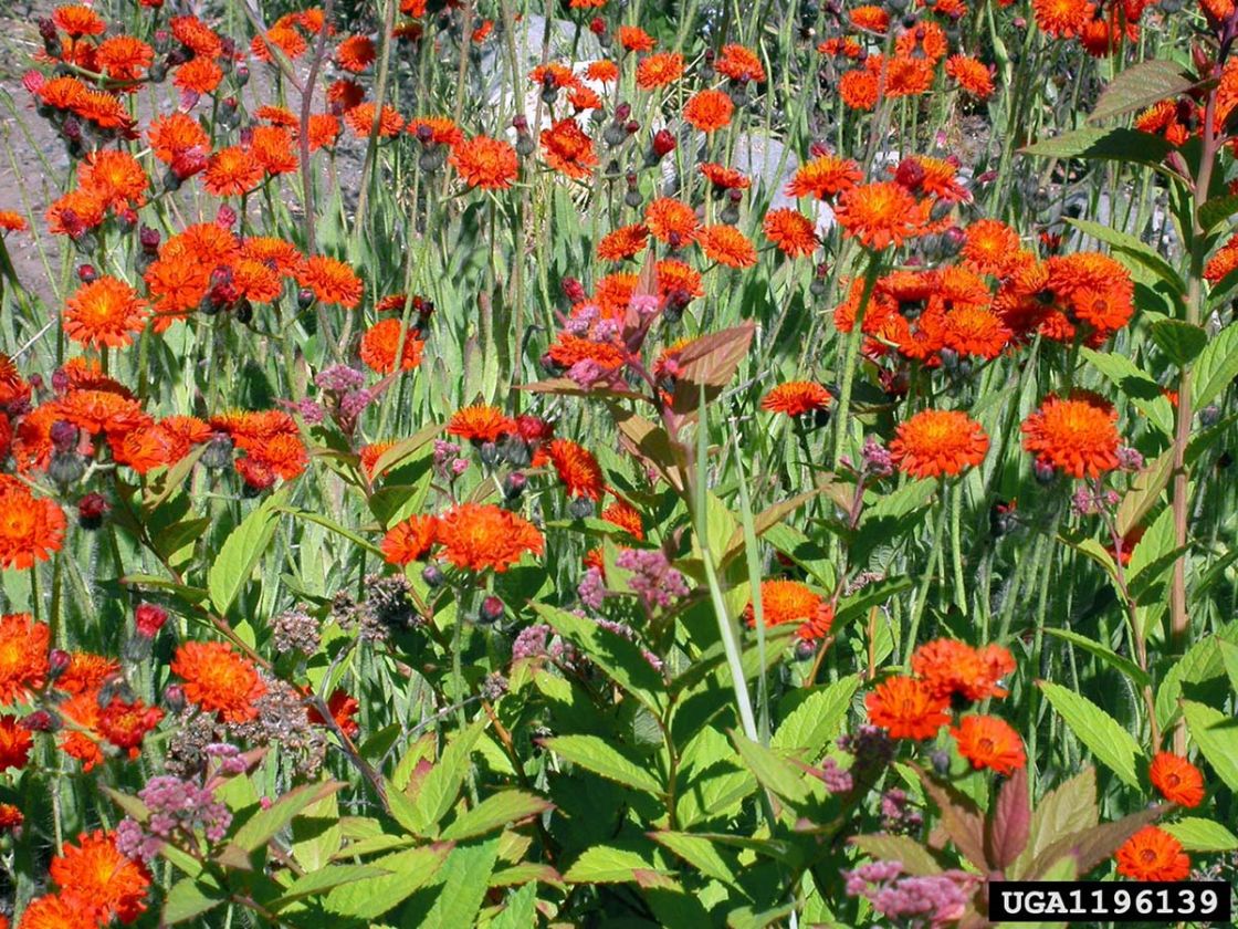 orange_hawkweed_3_-_OraHaw.jpg