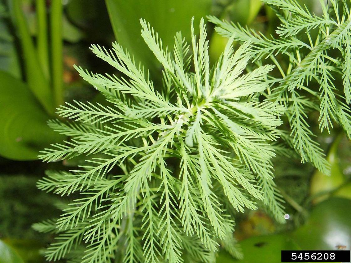 parrot_feather_2_-_parrot_feather_2.jpg