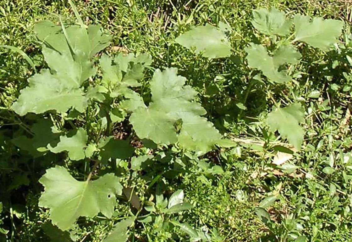 poison_buttercup_2_-_DSCN0033_cropped.jpg