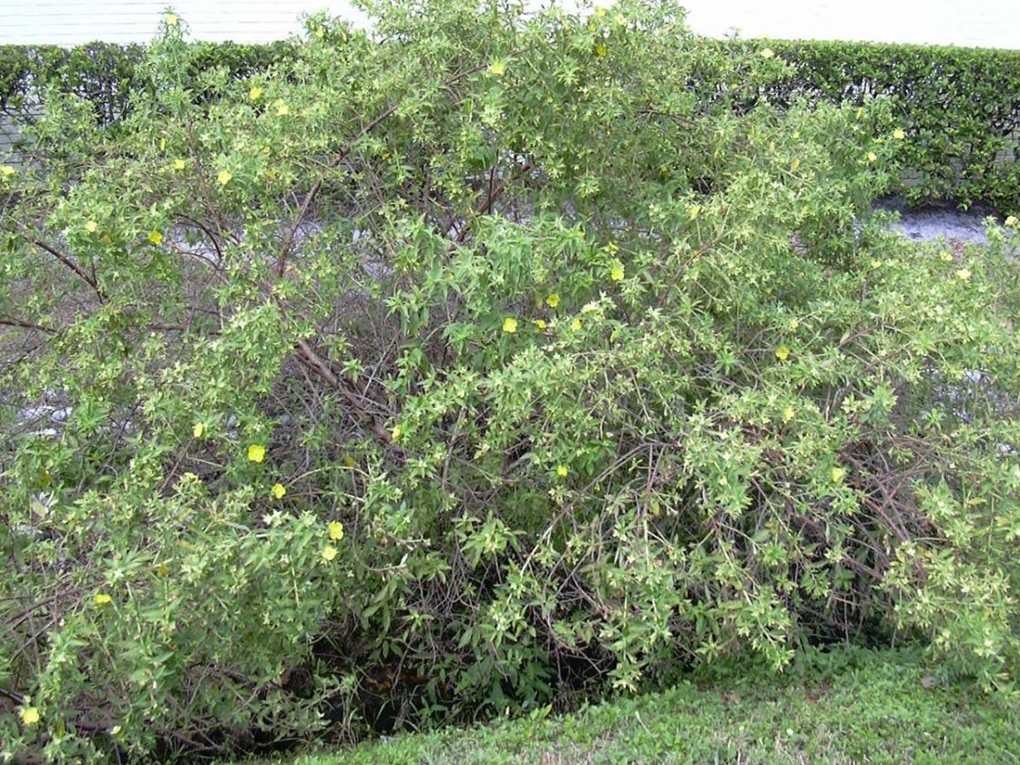 primrose_willow_1_-_starr-031108-0151.jpg