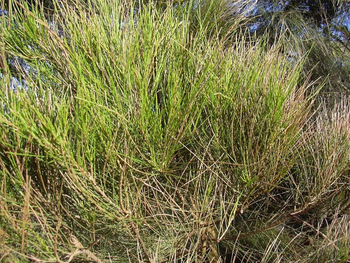swamp_oak_1_-_Starr_040120-0213_Casuarina_glauca.jpg