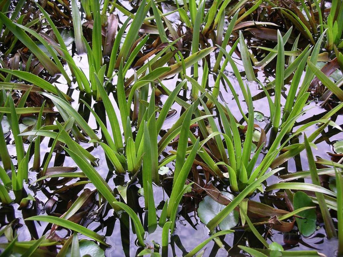 water_soldier_2_-_Water_soldier_plants.jpg
