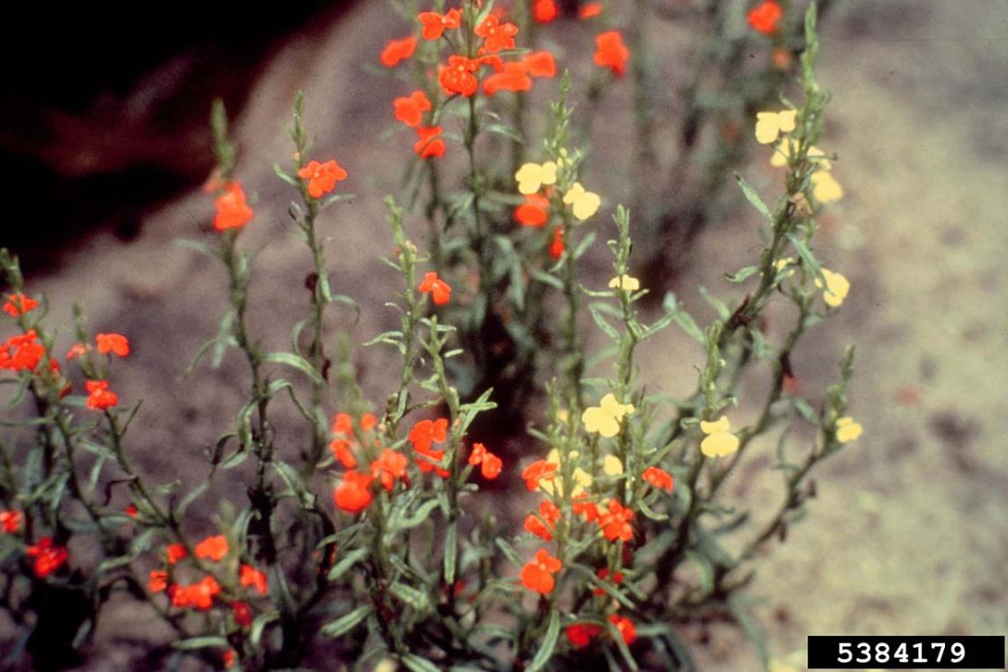 witchweed_1_-_Striga_asiatica.jpg