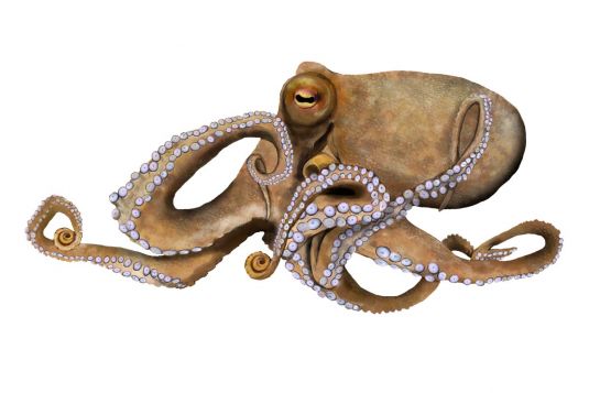 Octopus