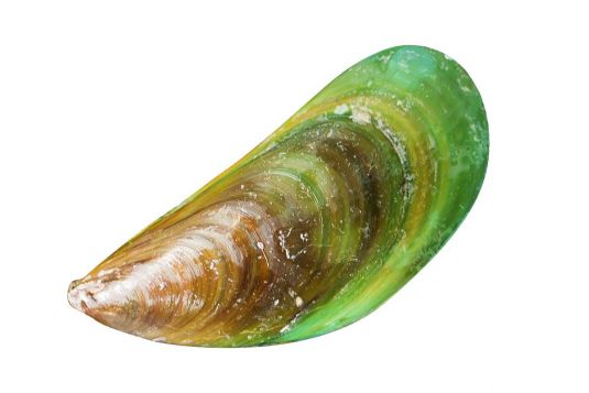Asian green mussel