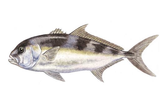Samsonfish