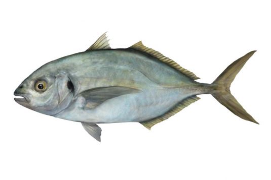 Trevally (all species)