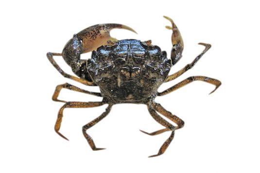 Harris mud crab