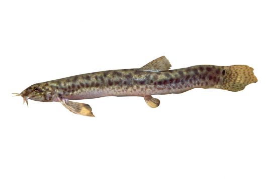 Oriental Weatherloach