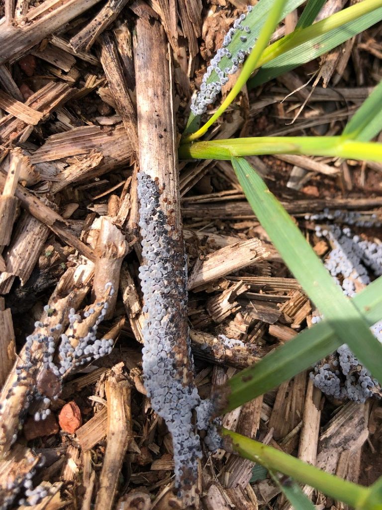 Slime mould growing on cereal stubble with fresh crops growing alongside.