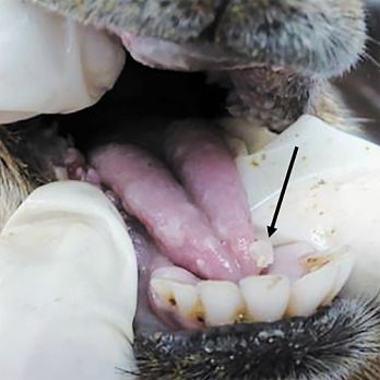 Healing blisters on tongue