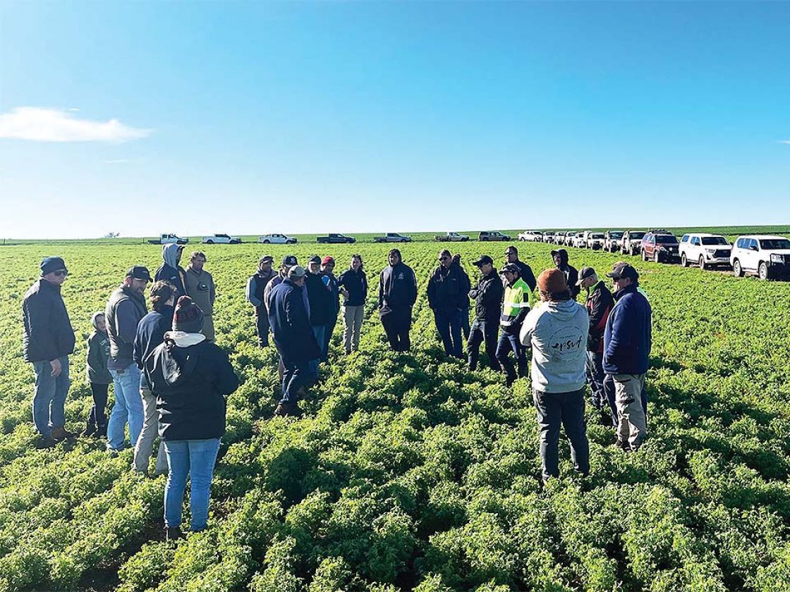 People standing among crops with cars parked along the edge of the paddock.