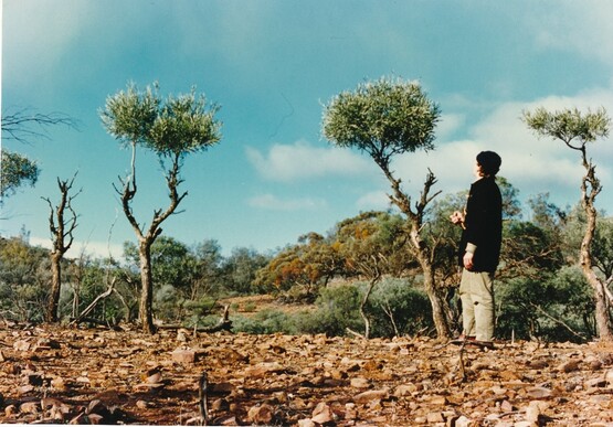 Scrub land showing trees with damaged foliage