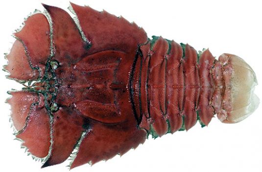 Bugs – Slipper Lobster, Balmain Bugs