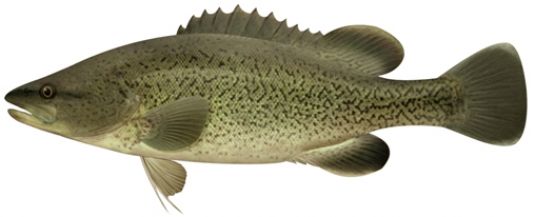 Trout Cod