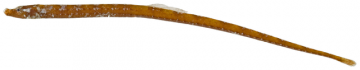 Pipefish