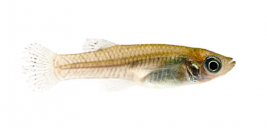 Mosquito fish