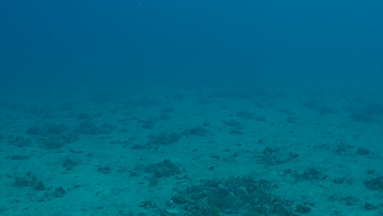 Benthic habitat survey in Gulf St Vincent