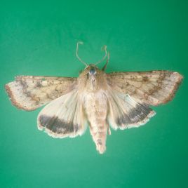 Adult corn earworm (photo: SARDI)
