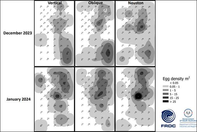 Distributions of Snapper eggs using vertical, oblique, and neuston tows over the same area in December 2023 and January 2024