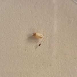 Minute mould beetle compared with a grain