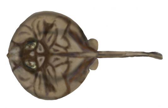 Stingaree – all Urolophus species