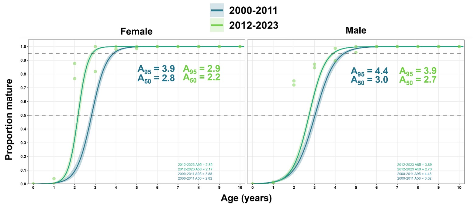 Age-at-maturity curve for Snapper in Northern Spencer Gulf split into two time periods: 2000-2011 and 2012-2023