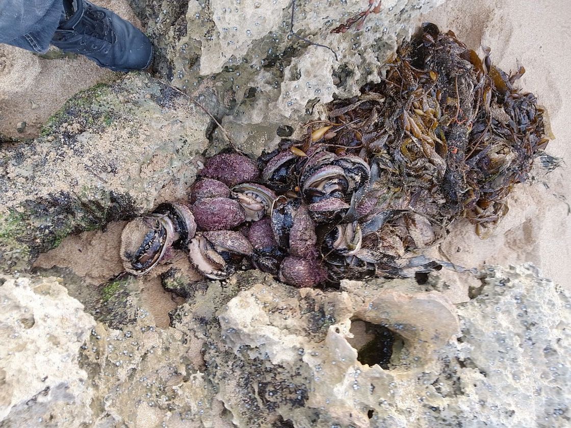 decorative  abalone penalty image