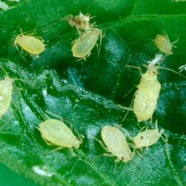 Non-winged adult GPA and nymphs