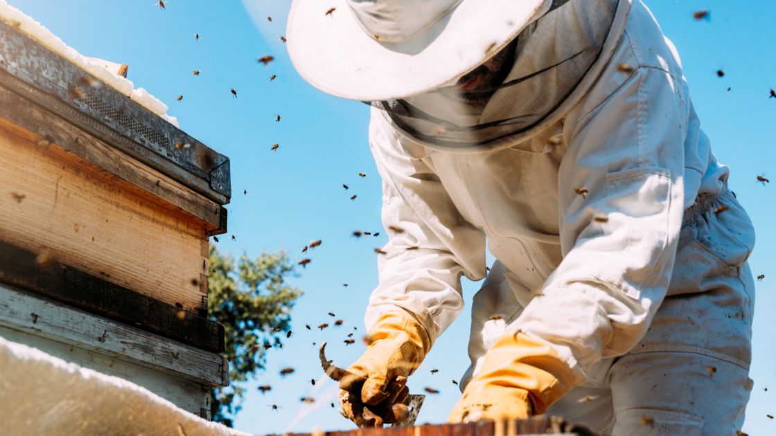 A beekeeper tends to a hive