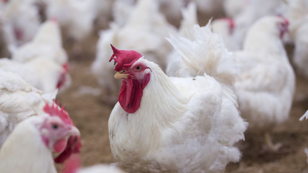 A group of chickens wander around a farm.