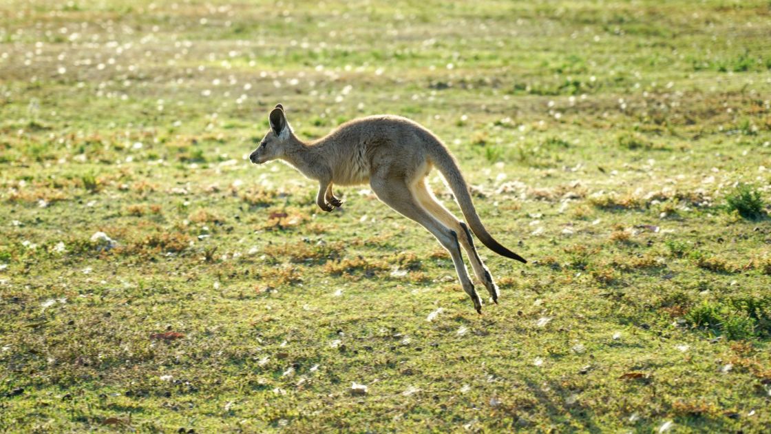 Supporting producers to reduce grazing pressure