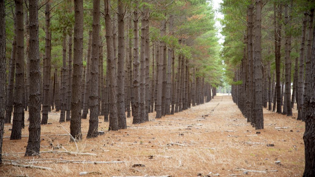 Close-up of young radiata pine tree tips with a blurred forest background, showing vibrant green needles and upward growth.
