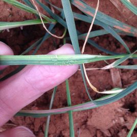 RWA leaf distortion and chlorotic streaking (photo by K. Perry)