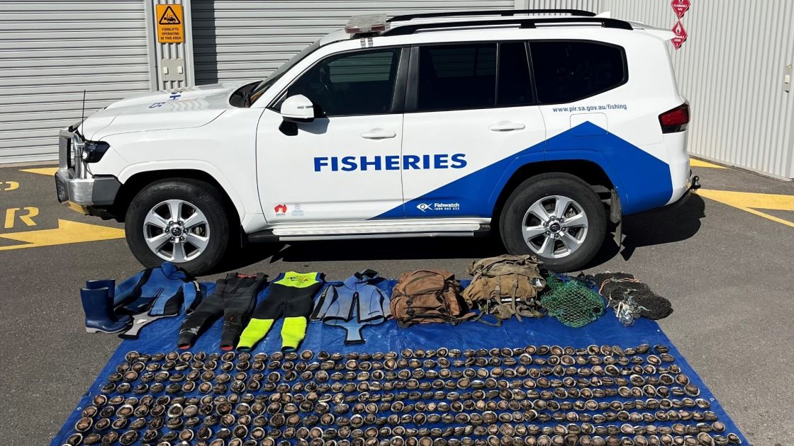 decorative seized abalones hallet cove in 2023
