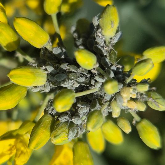 Cabbage aphids on canola