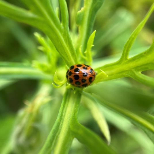 Adult ladybird beetle