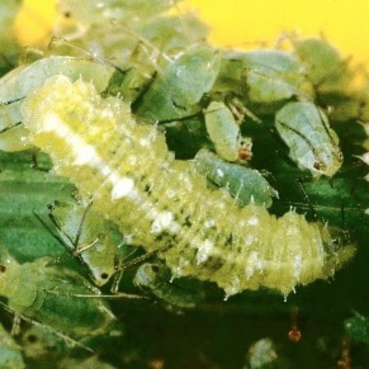 A large hoverfly larva surrounded by smaller aphids.