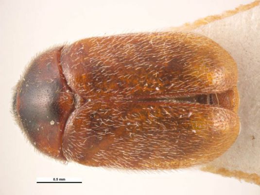 Khapra beetle top-down profile