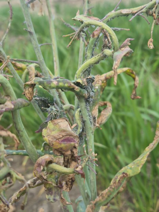 Cabbage aphids on regrowth canola